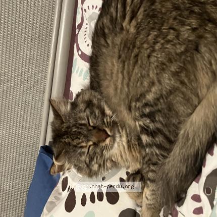 Foto 1/1 Nami Chat perdido en Montpellier