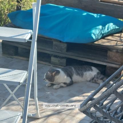 Foto 1/1 Gato encontrado Encontrado en Bernis