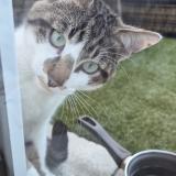 Foto de gato encontrado en Trelaze