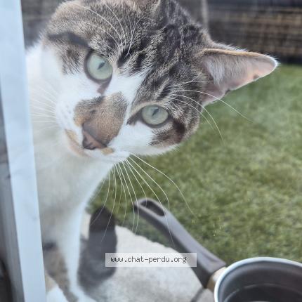 Foto 1/1 Gato encontrado Encontrado en Trelaze