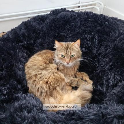 Foto 1/1 Eden Chat perdido en Vresse sur semois