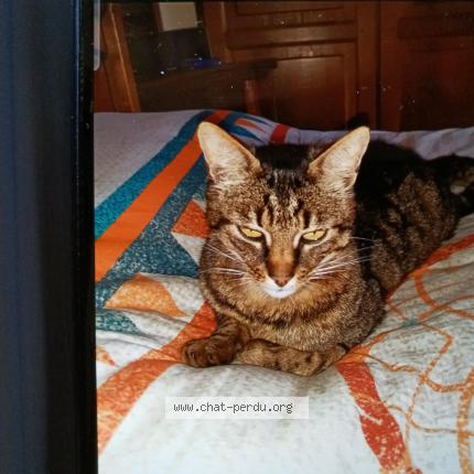 Foto 1/1 Reglisses Chat perdido en Faverdines