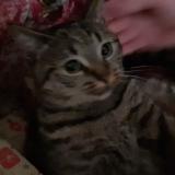 Foto del gato perdido en Conde Sur L Escaut