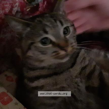 Foto 1/1 Zia Chat perdido en Conde sur l escaut