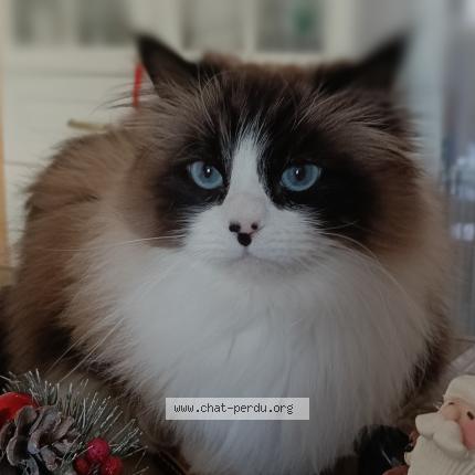 Foto 1/1 Rebelle Chat perdido en Cannes