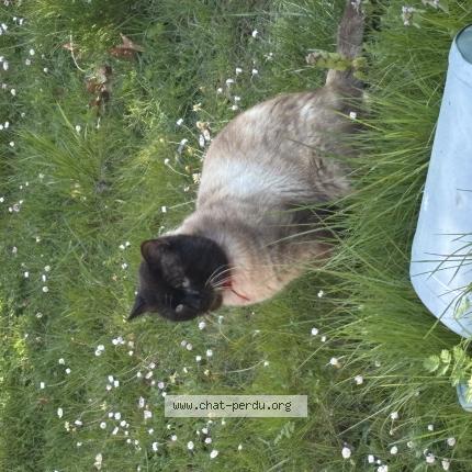 Foto 1/1 Gato encontrado Encontrado en Saint denis en val