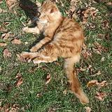 Foto del gato perdido en La Brede