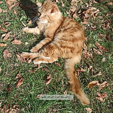 Foto 1/1 LINXI Chat perdido en La brede