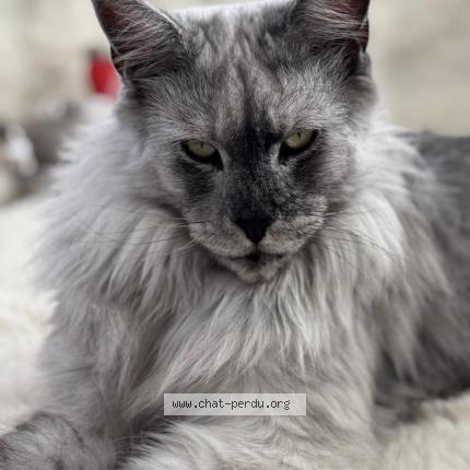 Foto 1/1 Yeti Chat perdido en Cornebarrieu