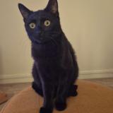 Foto del gato perdido en Arras