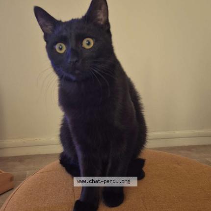 Foto 1/1 Neko Chat perdido en Arras