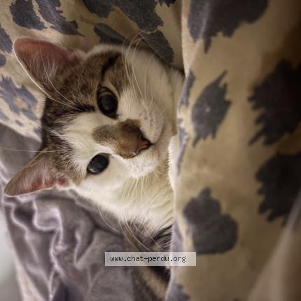 Foto 1/1 Eliott Chat perdido en Moreuil