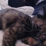 Foto del gato perdido en Besancon