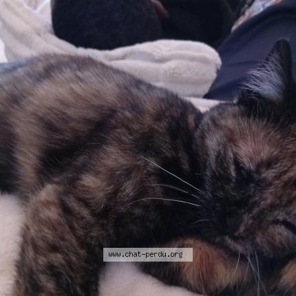 Foto 1/1 Baya Chat perdido en Besancon