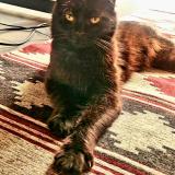 Foto del gato perdido en Caba