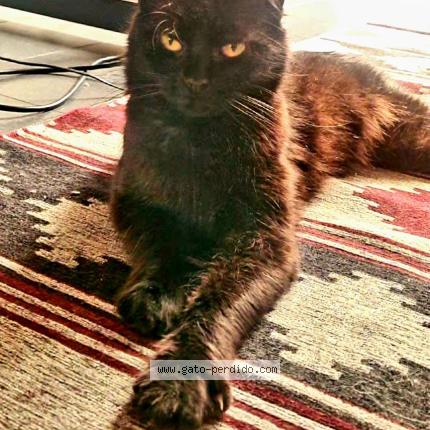 Foto 1/1 Uma Chat perdido en Caba