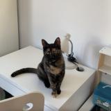 Foto del gato perdido en Illkirch Graffenstaden