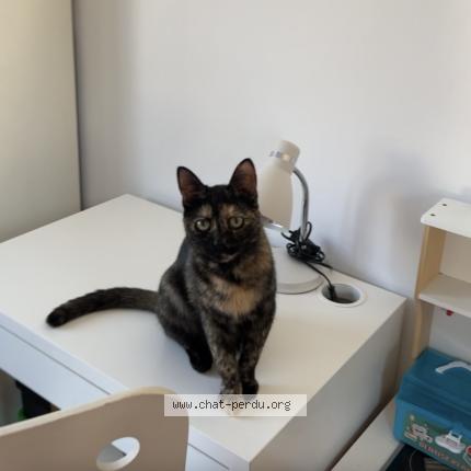 Foto 1/1 Obi Chat perdido en Illkirch graffenstaden