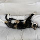 Foto del gato perdido en Cenon