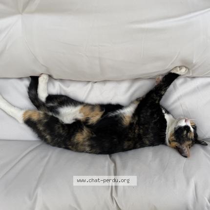 Foto 1/2 Berry Chat perdido en Cenon