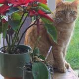 Foto del gato perdido en Fosses