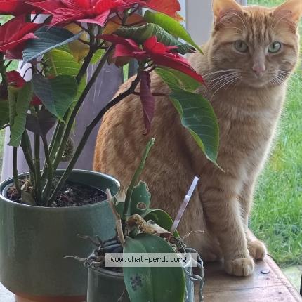 Foto 1/1 Wifi Chat perdido en Fosses