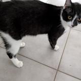 Foto de gato encontrado en Terrasson Lavilledieu