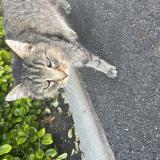 Foto de gato encontrado en St Romain La Virvee