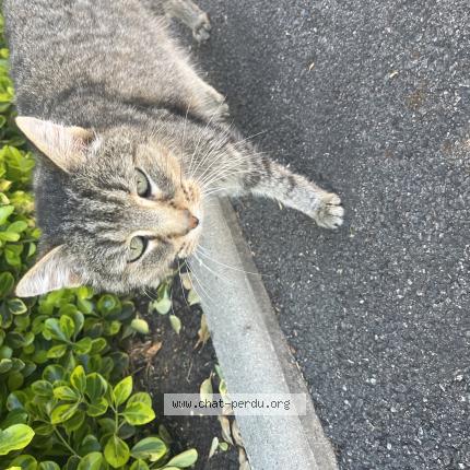 Foto 1/1 Gato encontrado Encontrado en St romain la virvee