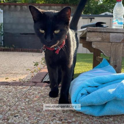 Foto 1/1 Masha Chat perdido en Paris