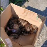 Foto de gato encontrado en Montussan