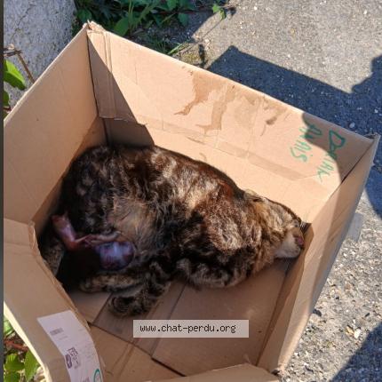 Foto 1/1 Gato encontrado Encontrado en Montussan