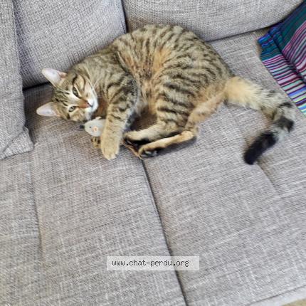 Foto 1/1 PEPSI Chat perdido en Ternand