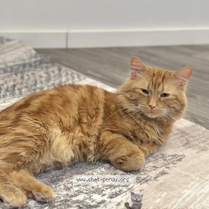 Foto 1/1 Aki Chat perdido en Chambly