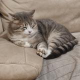 Foto del gato perdido en La Grand Combe