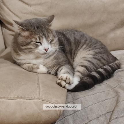 Foto 1/1 Rufus Chat perdido en La grand combe