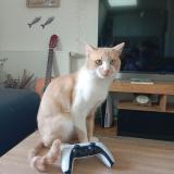 Foto del gato perdido en Paris