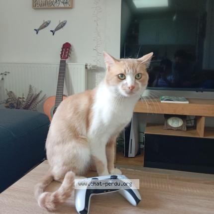 Foto 1/1 Messie Chat perdido en Paris