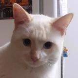 Foto del gato perdido en Castres Gironde