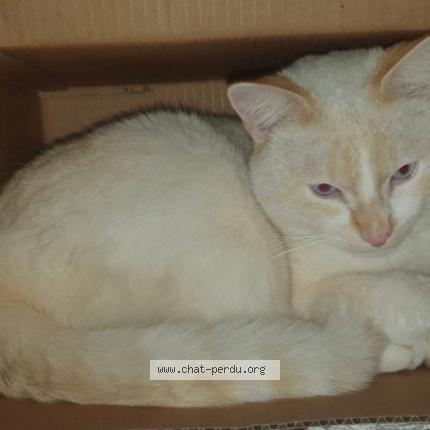 Foto 2/2 Lino Chat perdido en Castres gironde