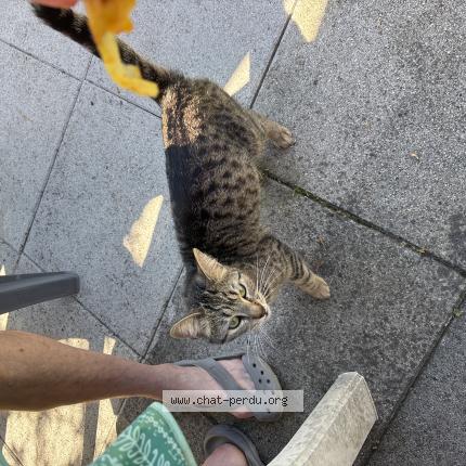 Foto 1/1 Gato encontrado Encontrado en Renage