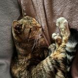 Foto del gato perdido en Le Passage