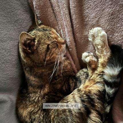 Foto 1/1 Minidou Chat perdido en Le passage