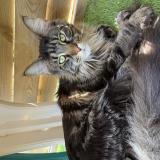 Foto del gato perdido en Les Issambres