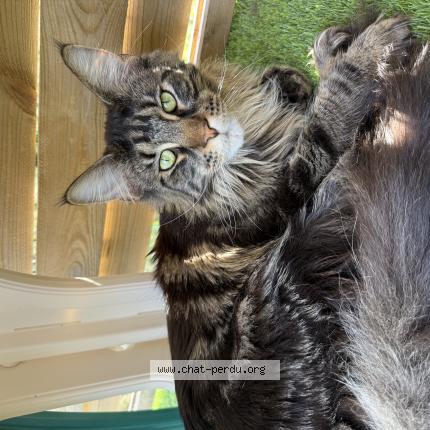 Foto 1/1 Maki Chat perdido en Les issambres