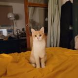 Foto del gato perdido en Gif Sur Yvette