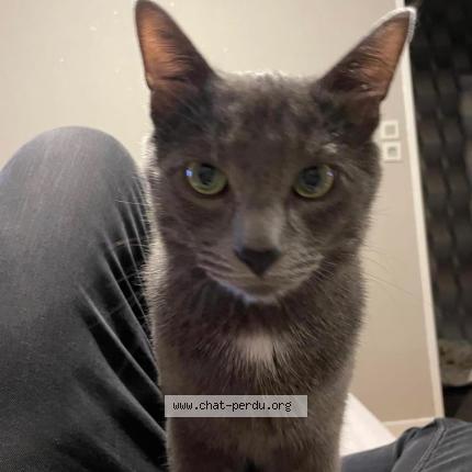 Foto 1/1 Simba Chat perdido en Haubourdin