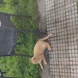 Foto del gato perdido en Valentine