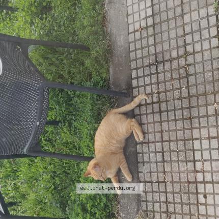 Foto 1/1 tigris Chat perdido en Valentine