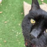 Foto del gato perdido en Domont